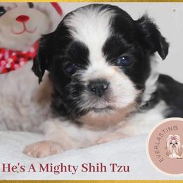 Boy 2 (Levi) - Black and white Shih Tzu puppy in Ft Mc Coy, Florida from Everlasting Shih Tzu