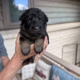 Girl - Black and tan female German Shepherd puppy in Windsor, Colorado from German Shepherds