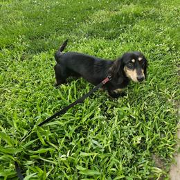 Chase - Dachshund