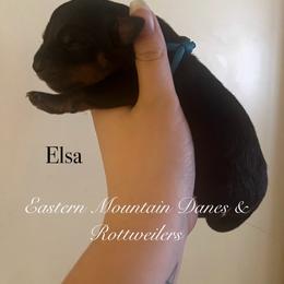 Elsa - Black and mahogany female Rottweiler puppy in Hermon, Maine from Eastern Mountain Danes & Rottweilers