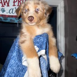 Cole-reserved - Red merle male Australian Shepherd puppy in Plant City, Florida from G2K9’s