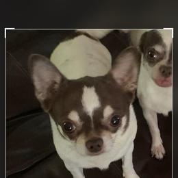 Chihuahua puppies from The Wolf Pack