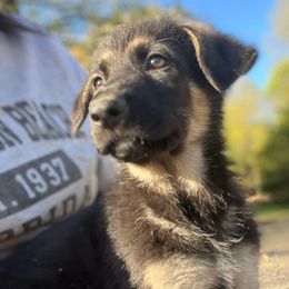 SVVS Odin Kiro (Hulk Green Collar Male) - Black and tan German Shepherd puppy in Little Rock, Arkansas from Strahl Von Valor Shepherds