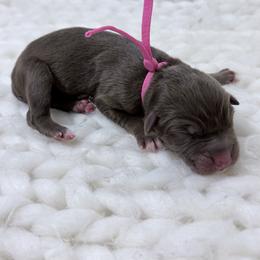 Pink Collar - Red & white female Australian Shepherd puppy in San Marcos, California from Faith Family Freedom Farm