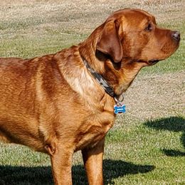 Labrador Retriever puppies from Humphrey Retrievers