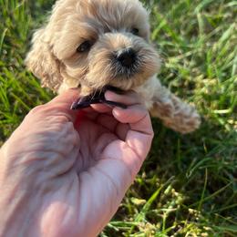Guinevere - Apricot female Cavapoo puppy in Yellville, Arkansas from Ozark Mountain Doodles & Pugs