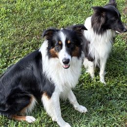 Old Time Scotch Collies from The Fiddlesticks Farm