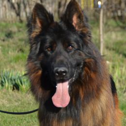 Bref - German Shepherd