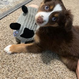Miniature Australian Shepherd and Toy Australian Shepherd Puppies from Johnson's Australian Shepherds