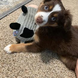 Miniature Australian Shepherd and Toy Australian Shepherd Puppies from Johnson's Australian Shepherds