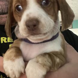 Dachshund Puppies from Witchy Woman’s Wiener’s