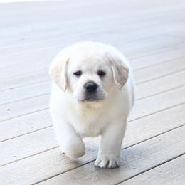 MR. GREEN BonBon-Blue TBD - Yellow male Labrador Retriever puppy in Pasco, Washington from ROCK CREEK LABRADORS