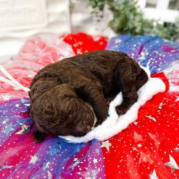 Grace - Chocolate female Goldendoodle puppy in Montgomery, Texas from Dacus Doodles
