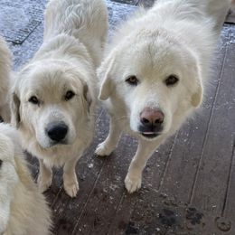 Great Pyrenees from Callison Farm Great Pyrenees