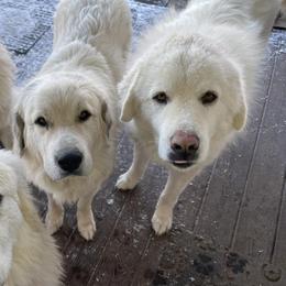 Great Pyrenees from Callison Farm Great Pyrenees