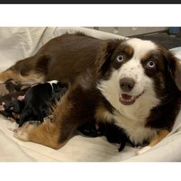 Sadie - Miniature Australian Shepherd