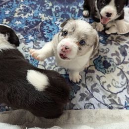 Cardigan Welsh Corgi Puppies from Smoky Tails Corgis