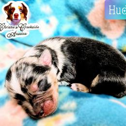 Hudson - Blue merle male Miniature Australian Shepherd puppy in Punta Gorda, Florida from Christie's Creekside Aussies