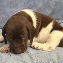 German Shorthaired Pointers from Moody Creek Kennel