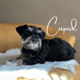Cupid  AKC - Black and silver Miniature Schnauzer puppy in Victorville, California from West Coast Royal Miniature Schnauzer