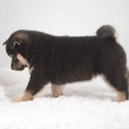 Koyo 🩵 Black and Tan Boy - Black and tan male Shiba Inu puppy in Neosho, Missouri from Sunny Terrace Shibas