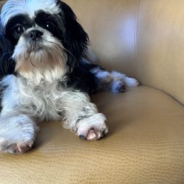 Eevee - Shih Tzu