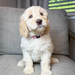 Lollipop (pink collar) - Cream female Goldendoodle puppy in Murrieta, California from Apricot Poodles & Goldendoodles, LLC