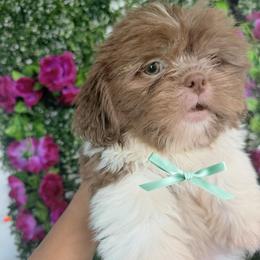 Boy 2 - Liver and white male Shih Tzu puppy in Seguin, Texas from Dolled Up Shih Tzus