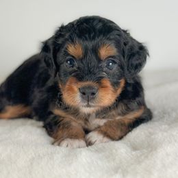 Leah - Phantom female Bernedoodle puppy in Pledger, Texas from Sugarbear Cockapoos