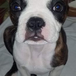 Boston Terriers from Jami's Boston Terriers