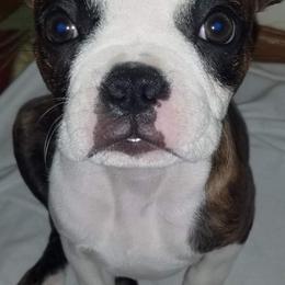 Boston Terriers from Jami's Boston Terriers