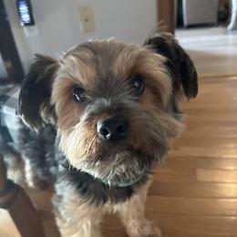Jaxon - Yorkshire Terrier
