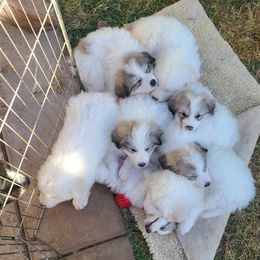 Great Pyrenees Puppies from Painted Sky