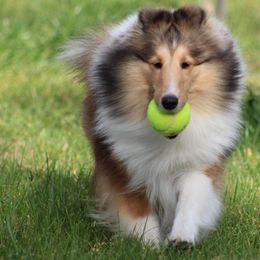 Shetland Sheepdog All Grown Up from Mystique Shelties