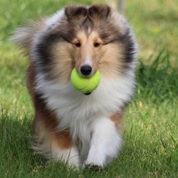Shetland Sheepdog All Grown Up from Mystique Shelties