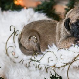 Great Dane Puppies from Pepper Mae Danes