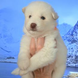 King - White male Siberian Husky puppy in Miami, Florida from Blue Moon Huskies
