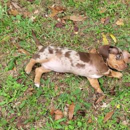 Dachshund Puppies from Newbern's Nuggets