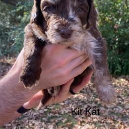 Aussiedoodle Puppies from White River Doodles