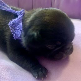 Pug Puppies from The Grumble Pack