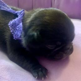 Pug Puppies from The Grumble Pack