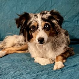 Mia - Toy Australian Shepherd