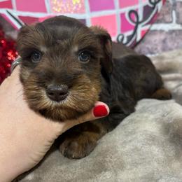 Sully - Liver male Miniature Schnauzer puppy in Lufkin, Texas from C&K’s Schnauzer House