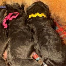 Girl 1 - Black and red female German Shepherd puppy in Valley Springs, South Dakota from Von Pasch German Shepherds