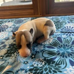 Arrow - White and fawn male Whippet puppy in Oneida, Tennessee from Saving Grace
