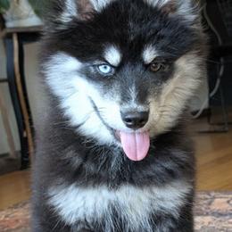 Champagne - Black and white female Pomsky puppy in Moultonborough, New Hampshire from Foxfire Arctic Spitz
