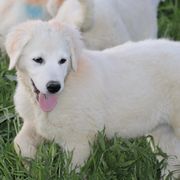 Yukon - Maremma Sheepdog puppy in Kings County, California from Prancing Pony Farm Maremma Sheepdogs