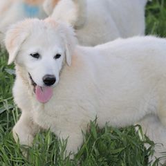 Yukon - Maremma Sheepdog puppy in Kings County, California from Prancing Pony Farm Maremma Sheepdogs