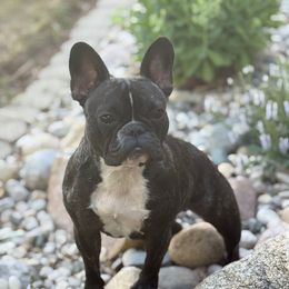 Luna - French Bulldog