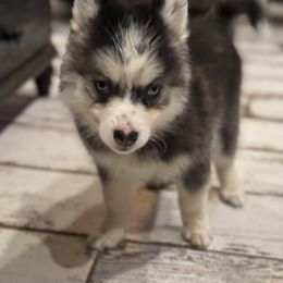 Groot - Black and white male Pomsky puppy in Gunter, Texas from The Painted Pomsky